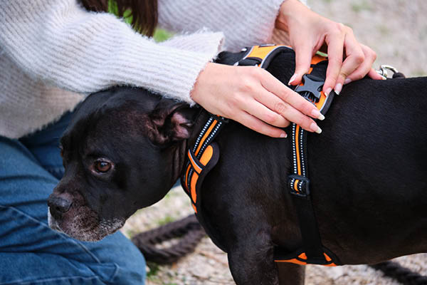 dog in harness