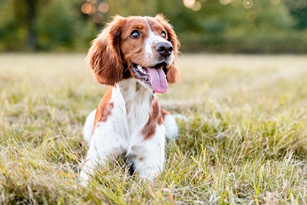 Happy dog in field