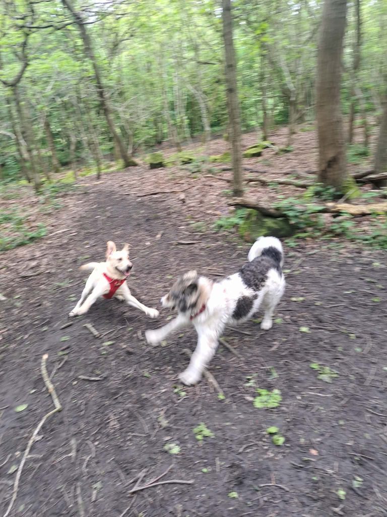 Bramley Fall Woods -Leeds